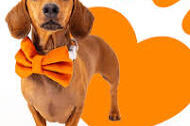 petsure